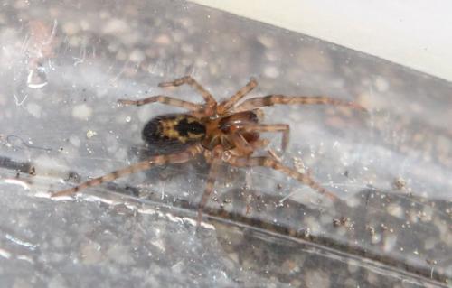 Amaurobius sp.