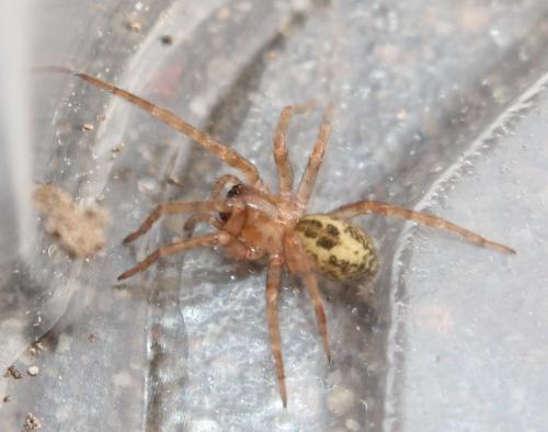 Amaurobius sp.
