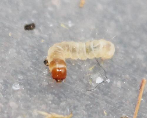 Réf. 115 667 : Endrosis sarcitrella