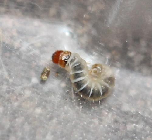 Réf. 115 673 : Endrosis sarcitrella