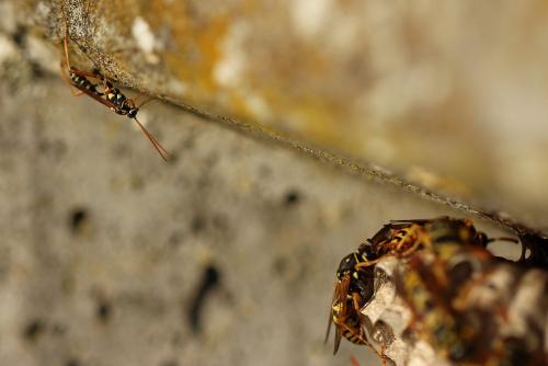 Latibulus argiolus