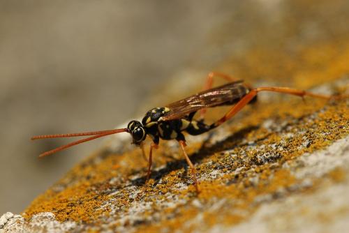 Latibulus argiolus