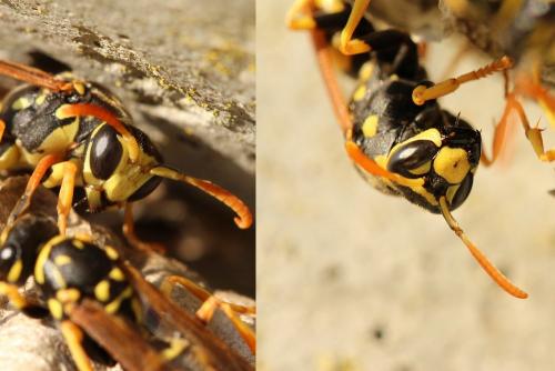 Réf. 115 764 : Polistes nimpha