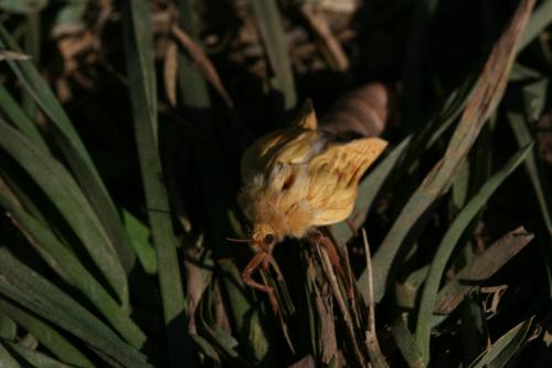 Hepialus humuli