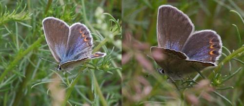 Réf. 115 032 : Plebejus sp.
