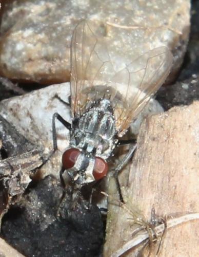 Musca sp.