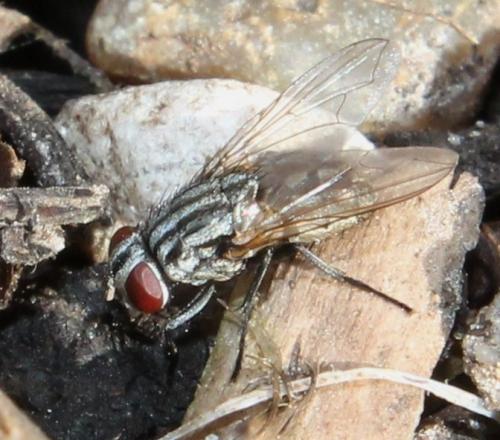 Musca sp.