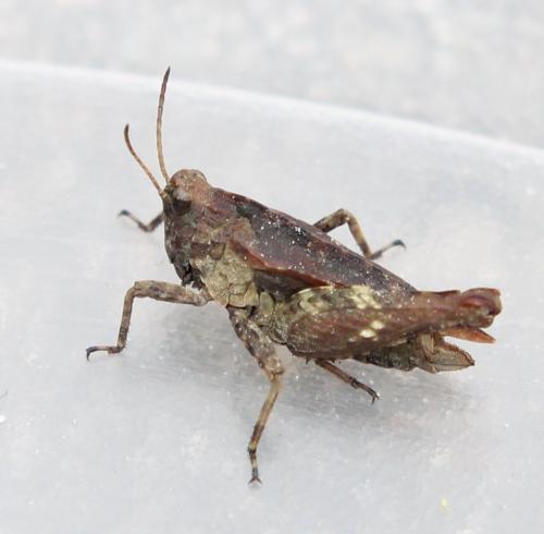 Réf. 115 841 : Tetrix undulata