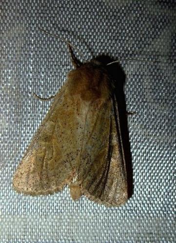 Episema glaucina