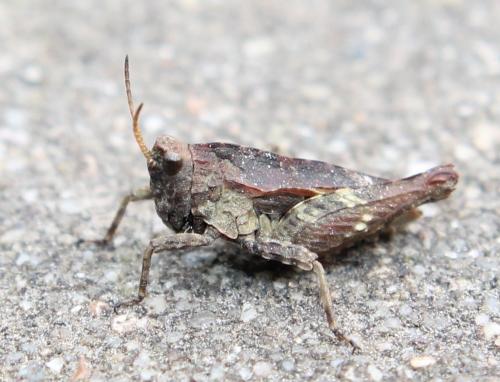 Réf. 115 842 : Tetrix undulata