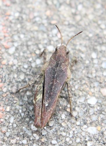 Réf. 115 843 : Tetrix undulata