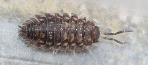 Réf. 115 978 : Oniscus asellus