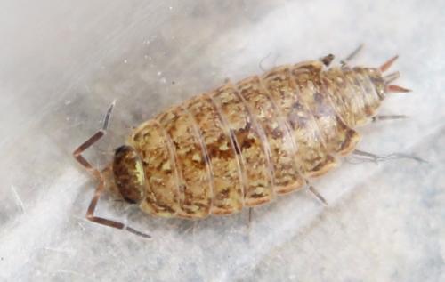 Philoscia muscorum