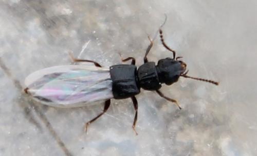 Réf. 115 944 : Anotylus sp.