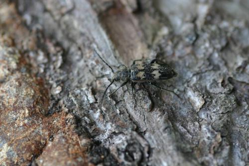 Semanotus undatus