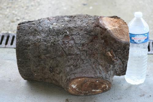 Semanotus undatus