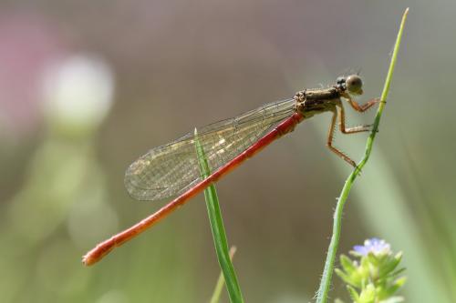 Ceriagrion tenellum