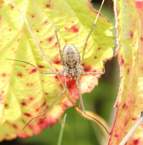 Phalangium opilio
