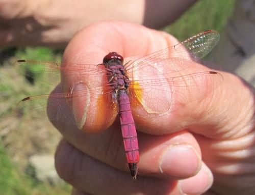 Trithemis annulata