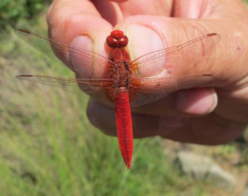 Crocothemis erythraea