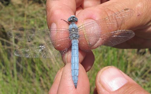 Orthetrum brunneum