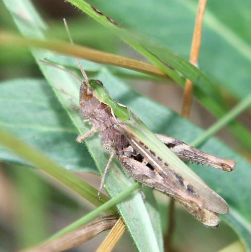 Chorthippus sp.