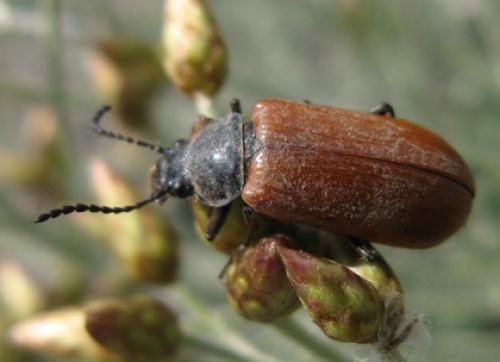 Omophlus sp.