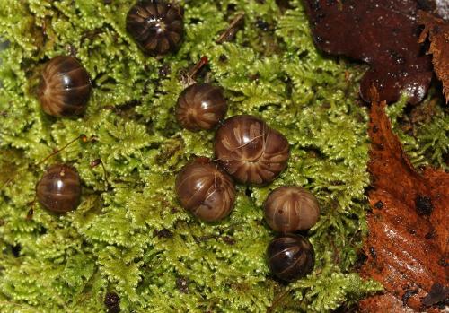 Onychoglomeris castanea