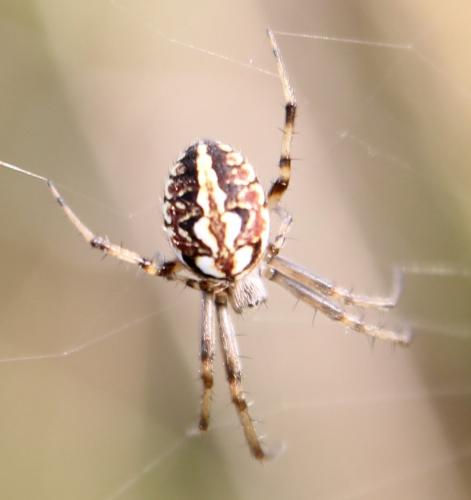 Neoscona adianta