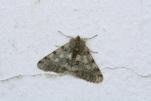 Phigalia pilosaria