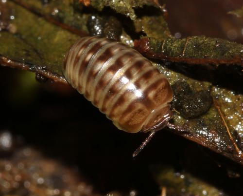Réf. 115 609 : Glomeris marginata