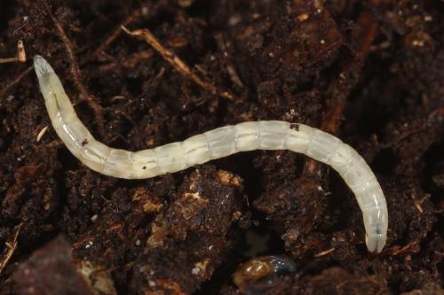 Thereva sp.