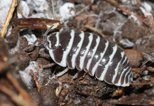 Réf. 115 547 : Armadillidium maculatum
