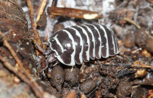 Réf. 115 548 : Armadillidium maculatum