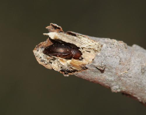 Catomus rotundicollis