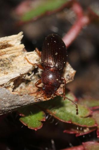 Catomus rotundicollis