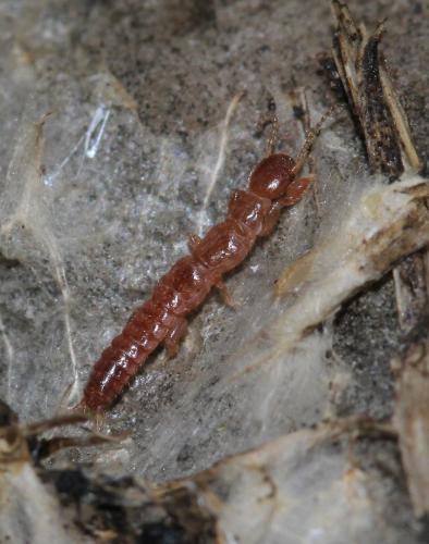 Réf. 115 478 : Haploembia solieri
