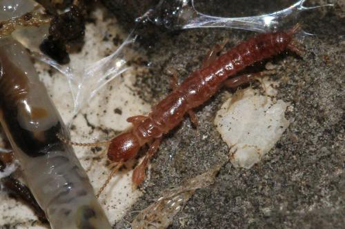Haploembia sp.
