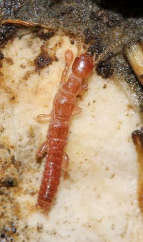Haploembia sp.