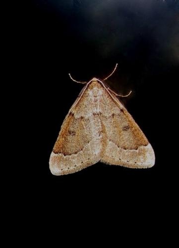 Theria rupicapraria