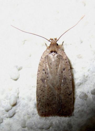 Réf. 115 131 : Agonopterix scopariella