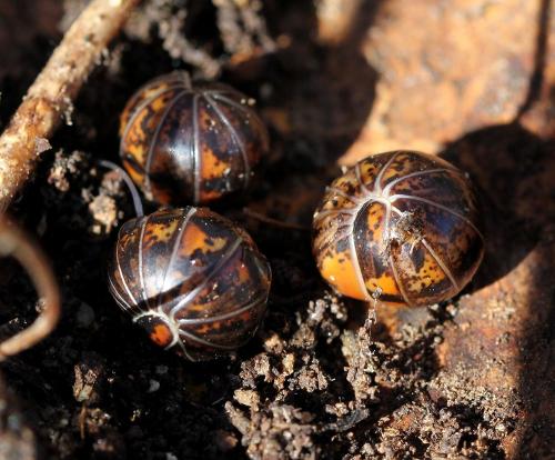 Glomeris ligurica