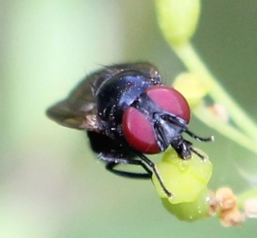 Silba fumosa