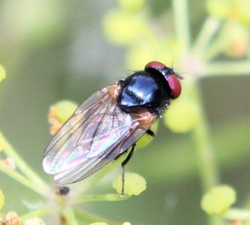 Silba fumosa