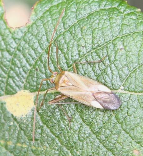 Adelphocoris sp.