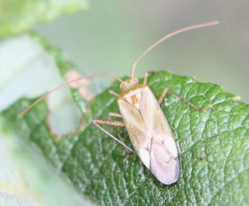 Adelphocoris sp.