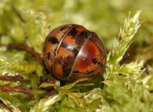 Glomeris ligurica