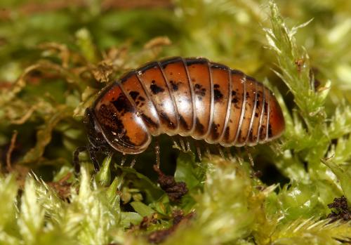 Glomeris ligurica