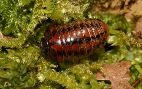 Glomeris ligurica
