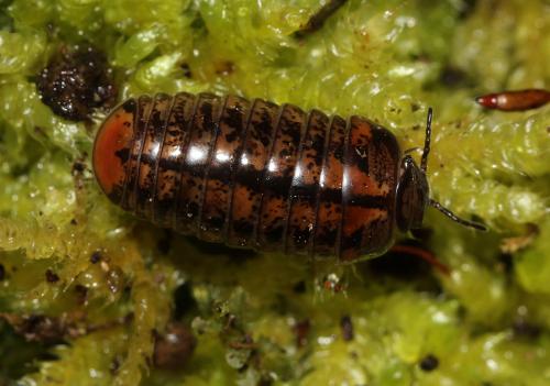 Glomeris ligurica